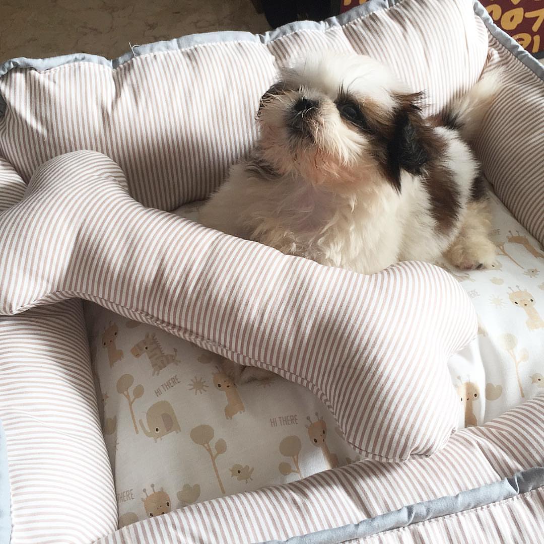 Peanut, cachorro hembra Shih Tzu